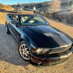 Steve Daniel
2008 GT500